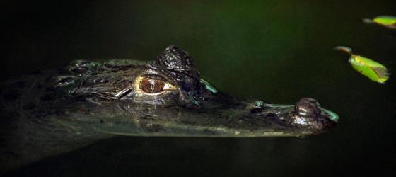 Caiman
