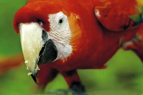 The center has a scarlet macaw breeding program 