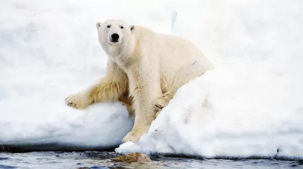 A polar bear watches as you cruise by
