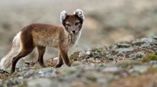 An Arctic Fox watches your approach