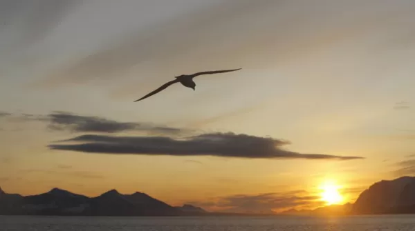 A bird soars through an arctic sunset