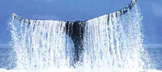 Water cascades from a humpback's fluke