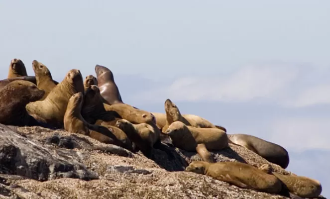 Seals basking in the Alaskan sun