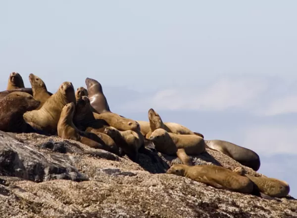 Seals basking in the Alaskan sun