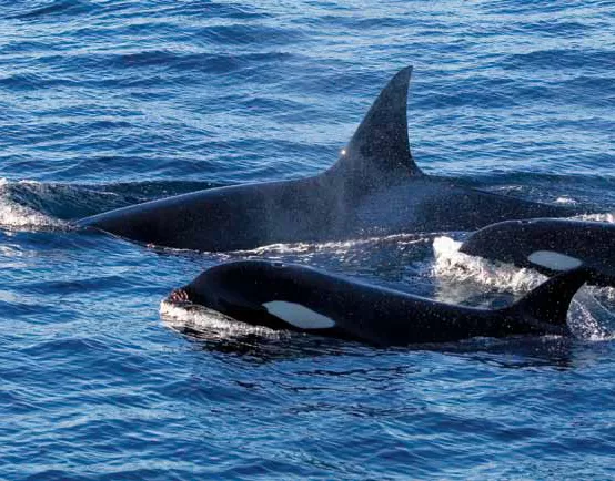 A pod of Orcas alongside the ship