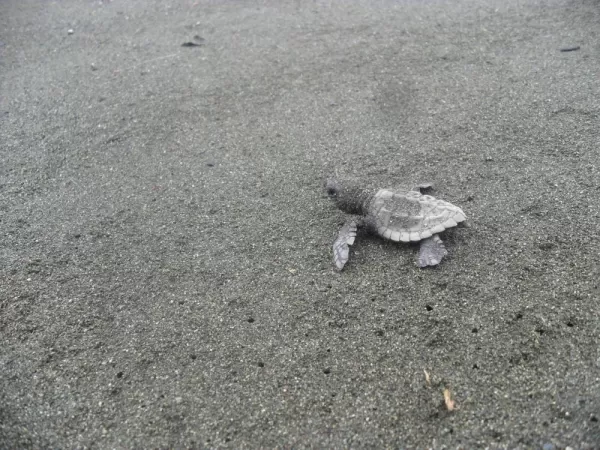 Baby sea turtle headed towards the ocean