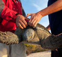 black sea turtle monitoring in Baja