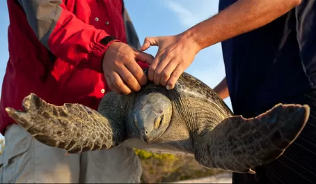 black sea turtle monitoring in Baja