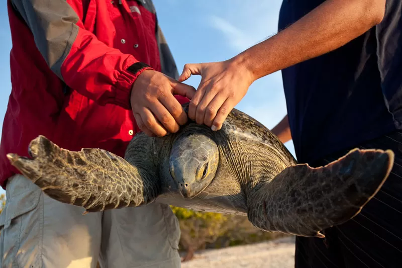 black sea turtle monitoring in Baja