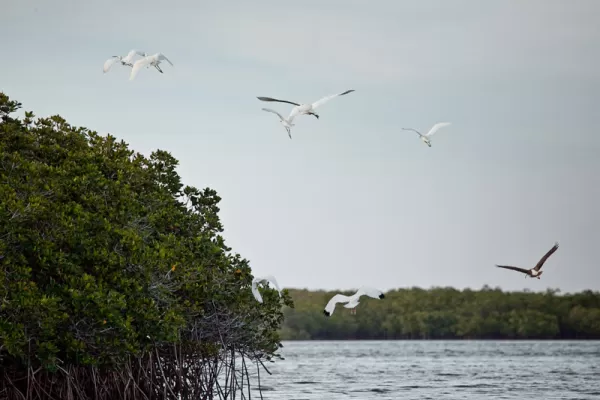 Mangroves & Birds