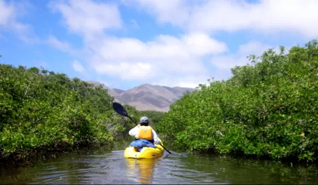 Paddle through dense mangrove channels