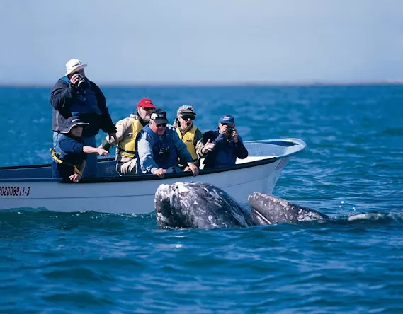 Whale watching in Baja, Mexico