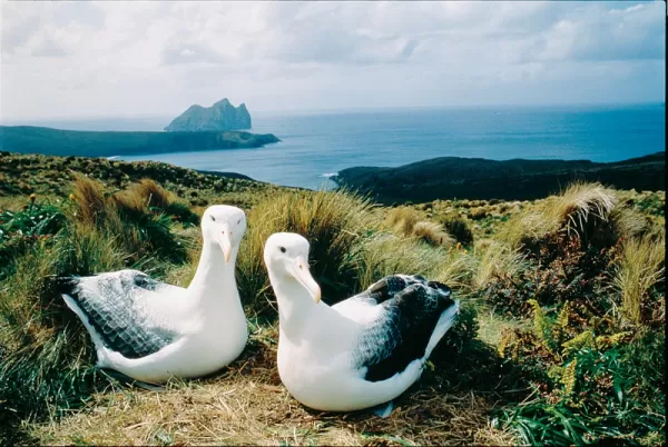 A pair of nesting albatross