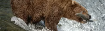 A grizzly bear catches a fish 