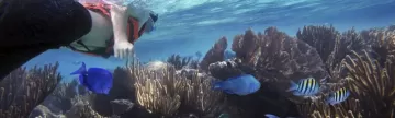 Snorkel the reef