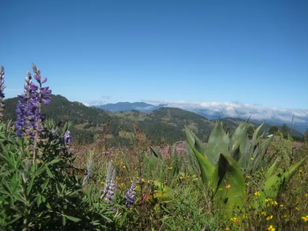 Miles of scenic trails explore the thickly forested highlands north of the Valle de Tlacolula