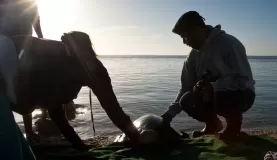 Releasing a sea turtle