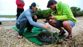 Sea Turtle Monitoring