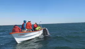 Gray whale
