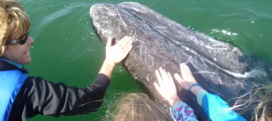 Gray whale