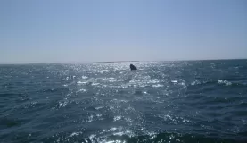 Gray whale spy hopping
