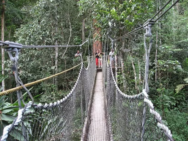 Suspension bridge in the jungle