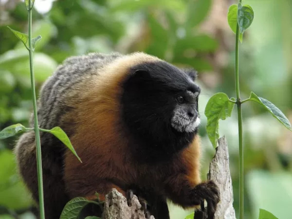 Golden Tamarins are one of many types of animals you will see on your Amazon cruise