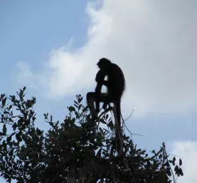 Spider Monkey at Belize Zoo