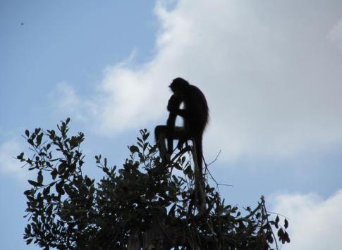 Spider Monkey at Belize Zoo