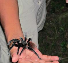 Tarantula at Pooks Hill Night Walk