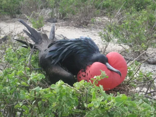 Explore the Galapagos Frigate mating ritual