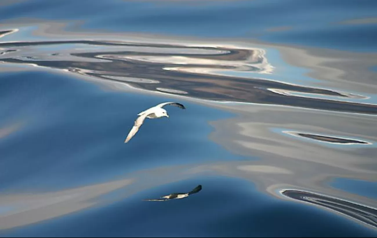 A seagull flies above the glassy water of Dundas Harbor 