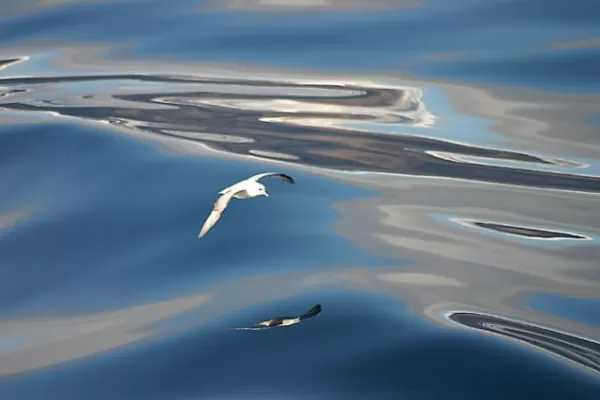 A seagull flies above the glassy water of Dundas Harbor 