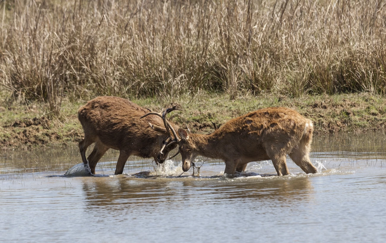 Two wild stag Barasingha Deer, aka Swamp Deer, Rucervus duvaucelii, practising their rutting techniques at the edge of a lake in Kanha National Park, Madhya Pradesh, central India.