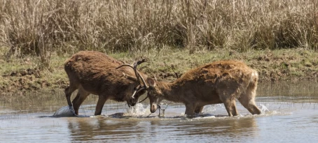 Two wild stag Barasingha Deer, aka Swamp Deer, Rucervus duvaucelii, practising their rutting techniques at the edge of a lake in Kanha National Park, Madhya Pradesh, central India.