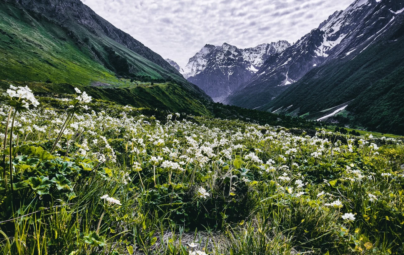 The valley of flowers is a beautiful valley covered with different types of flowers in uttarkhand ,india.