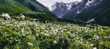 The valley of flowers is a beautiful valley covered with different types of flowers in uttarkhand ,india.