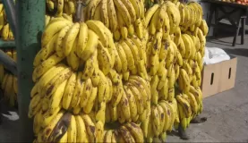Wall O' Bananas