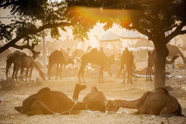The camel fair in Rajasthan desert, India