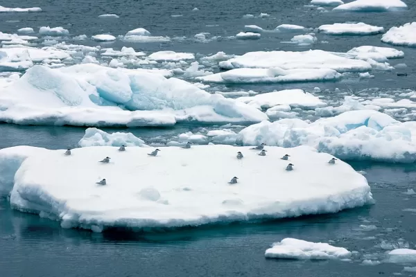 Birds resting on an iceburg