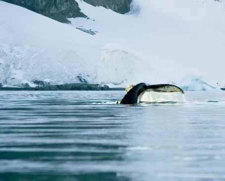 A humpback whale dives beneath the Antarctic waters