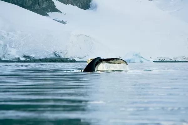A humpback whale dives beneath the Antarctic waters