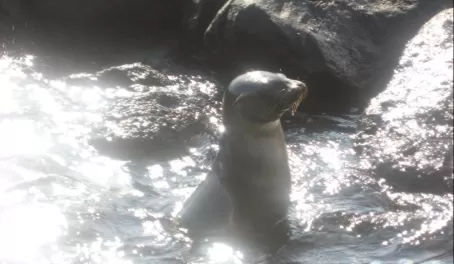 Baby sea lions everywhere!