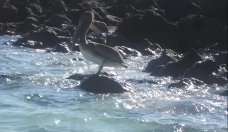 We watched a pelican fishing
