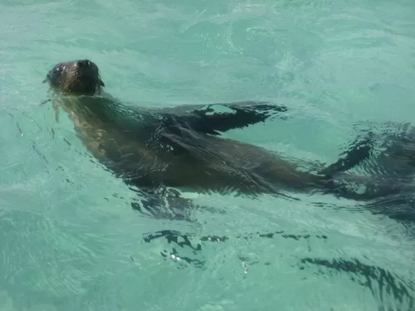 Sea lion near San Cristobal Island