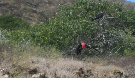Frigate birds courting