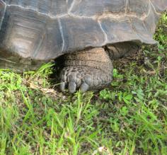 Hiking in search of giant tortoises at La Galapaguera on San Cristobal