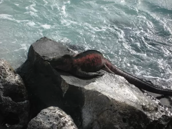 Punta Suarez, Espanola