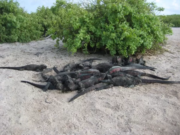 Marine Iguanas, Punta Suarez, Espanola