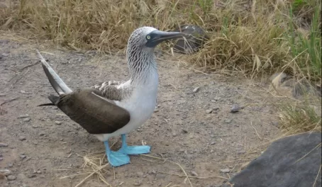 Blue-footed booby on Espanola Island in the Galapagos